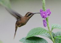 Stripe-throated Hermit - Phaethornis striigularis