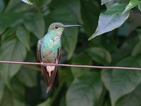 White-vented Plumeleteer - Chalybura buffonii