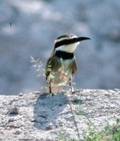 White-throated Bee-eater - Merops albicollis