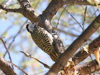 Cardinal Woodpecker - Dendropicos fuscescens