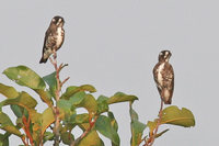 White-browed Purpletuft - Iodopleura isabellae