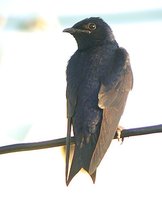 Purple Martin - Progne subis