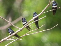 White-banded Swallow - Atticora fasciata