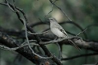 Townsend's Solitaire - Myadestes townsendi