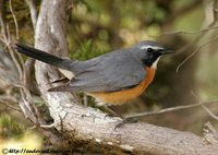 White-throated Robin - Irania gutturalis