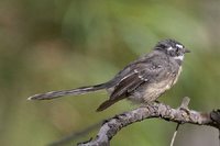 Gray Fantail - Rhipidura fuliginosa