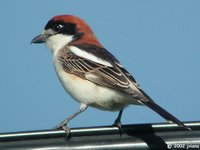 Woodchat Shrike - Lanius senator