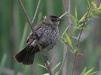 Red-winged Blackbird - Agelaius phoeniceus