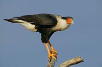 Crested Caracara, Ramirez Ranch, Roma, TX