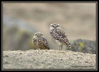 Burrowing Owl 1