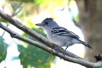 Planalto  slaty  antshrike   -   Thamnophilus  pelzelni   -