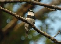 White-necked Puffbird  