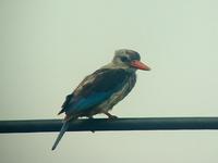 Chestnut-bellied Kingfisher (Gråhuvad kungsfiskare) - Halcyon leucocephala