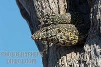 Monitor lizard emerging from its hole in a tree stock photo