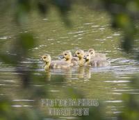 ...Germany , DEU , Waltrop , 2007May15 : Five Canada goose goslings ( Branta canadensis ) swimming 
