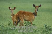 ...Bushbuck with young ( Tragelaphus scriptus ) , Queen Elisabeth National Park , Uganda stock phot