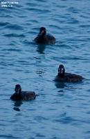 Melanitta fusca , 검둥오리사촌 - Velvet Scoter