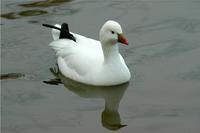 Ross's Goose (Chen rossii)