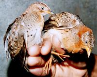 Yellow-legged Buttonquail