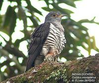 Indian Cuckoo » Cuculus micropterus