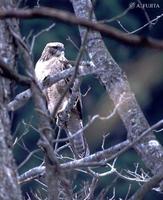 28. 뿔매 (鷹雕 : ying diao) Spizaetus nipalensis