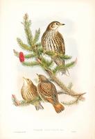 Richter after Gould Mistle Thrush (Turdus viscivorus)