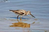 Tringa cinereus , 뒷부리도요 - Terek Sandpiper