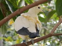 Pied Imperial Pigeon