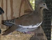 White Winged Dove Zenaida asiatica