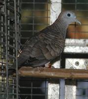 Zebra Dove Geopelia striata