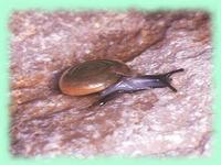 Oxychilus uziellii (Issel, 1872)