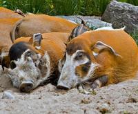 RED RIVER HOG