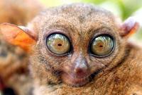 PHILIPPINES TARSIER