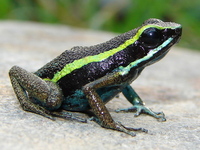 : Ameerega simulans; Dart Poison Frog