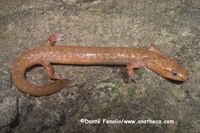 : Gyrinophilus subterraneus; West Virginia Spring Salamander