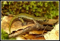 : Hydromantes brunus; Limestone Salamander