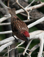 : Carpodacus cassinii; Cassin's Finch