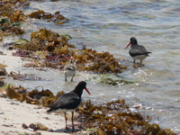 : Haematopus ostralegus; Pied Oystercatcher