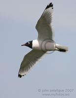 : Larus pipixcan; Franklin's Gull