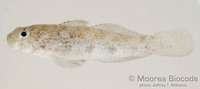 : Gnatholepis anjerensis