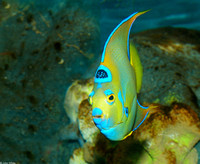 : Holacanthus ciliaris; Queen Angelfish