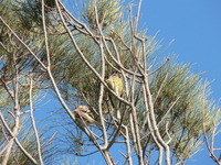 : Sphecotheres virdis; Figbird