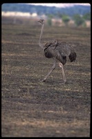 : Struthio camelus ssp. massaicus; Ostrich