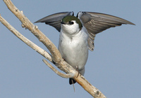 : Tachycineta thalassina; Violet-green Swallow