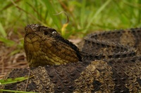 : Atropoides mexicanus; Jumping Viper