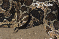 : Daboia palaestinae; Palestine Viper