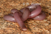 : Rhinotyphlops lalandei; Delalande's Beaked Bkibd Snake