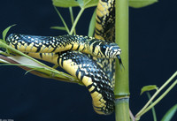 : Spilotes pullatus pullatus; Tropical Rat Snake