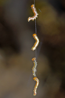 : Phryganidia californica; California Oak Moth Caterpillar