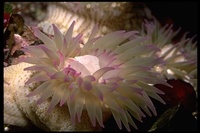 : Anthopleura elegantissima; Aggregating Sea Anemone